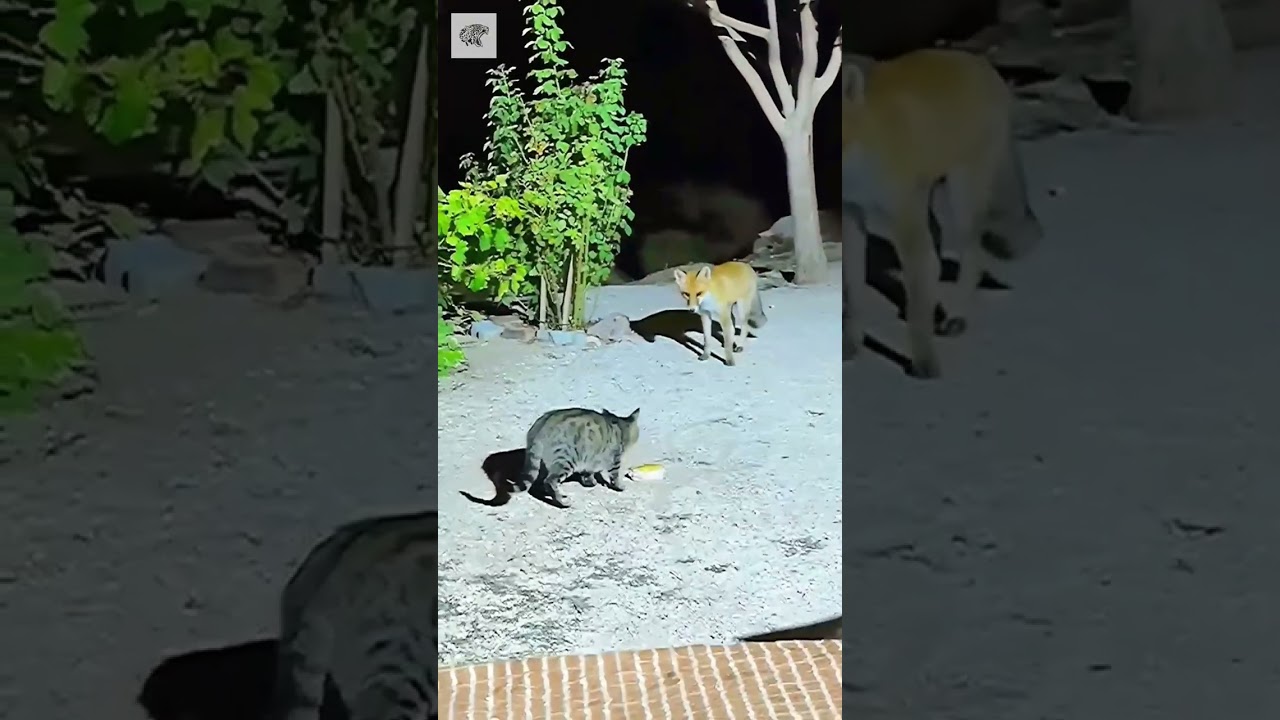 Cat Interacting With a Wild Animal - By ali_karatas_38 (Ig)