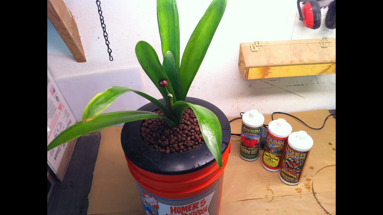 5 Gallons Bucket Hydroponic + Nutrients 101 From A to Z very easy YouTube