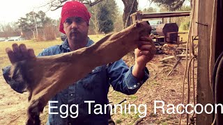 Egg Tanning a Raccoon