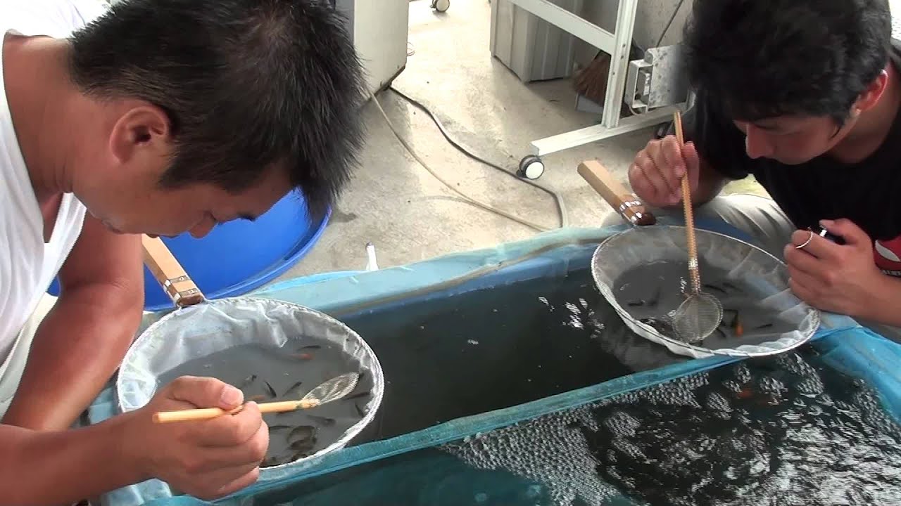 KoiQuestions Bram @ Dainichi   Detailed view of showa fry during 1st senbetsu of POTA showa 8 07 2011