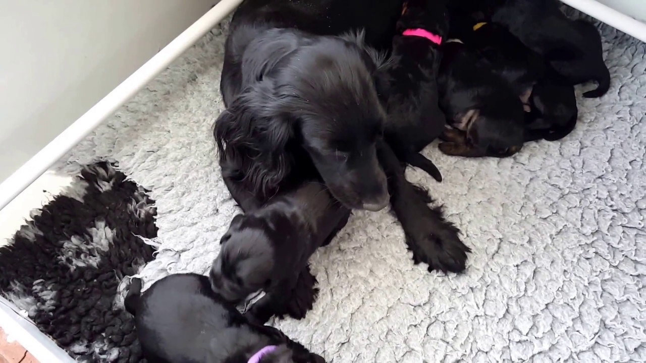 do pregnant dogs sleep a lot before giving birth