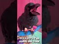 かわいいカラス♪オヤツ落とした~カラスのノノラ2022/10/15撮影KUPPI the Crow