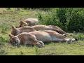 What Lions ACTUALLY Do All Day?