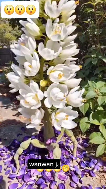 too funny 🤭 hala oy midagan na 🤣 #funny #comedy #trending #viral