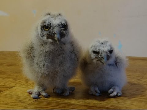 Video: How To Feed A Long-eared Owl