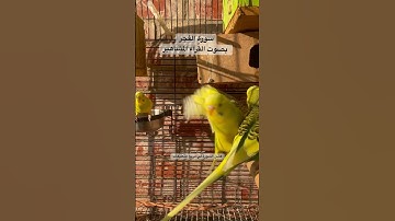 #سورة_الفجر #قرآن #قراء_القرآن_الكريم #ترند #طيور #البادجي #مصر q #quran #birds  #budgies #america