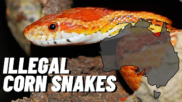 Why are corn snakes illegal in Aus?