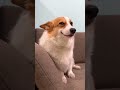 😍😱Este Perrito te Hará Sonreír en 1 Segundo 😭❤️ #DogLovers #FYP #Viral #shorts