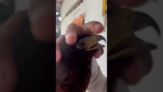 Funny sound of harris hawk