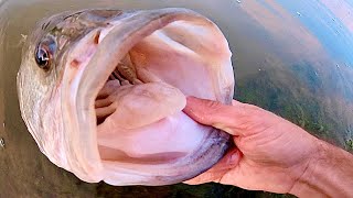 GIGANTIC BASS on a SWIMBAIT in a CITY POND!!!