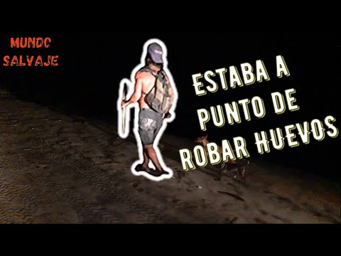 Enfrentamiento contra TRAFICANTE de huevos de tortuga | ¿Que pasó?