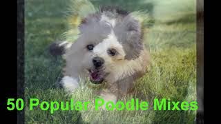 50 Popular Poodle Mixes & Doodle Cross Breeds  Petdii.com
