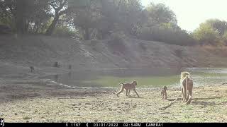 Tinga River Trail Camera video, from Zakouma NP, Chad