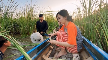 Chiều Mát Cùng Cù Lao Nhãn, U Minh Quê Tôi Ra Vuông Nhổ Bồn Bồn, Bắt Cá Về Nấu Cơm Chiều | NĐMT#564