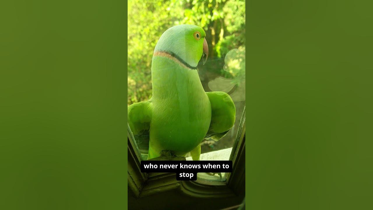 The 5 most popular types of pets YouTube