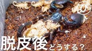 300ページ111種解説の最強サソリ大図鑑が届きました！ - YouTube