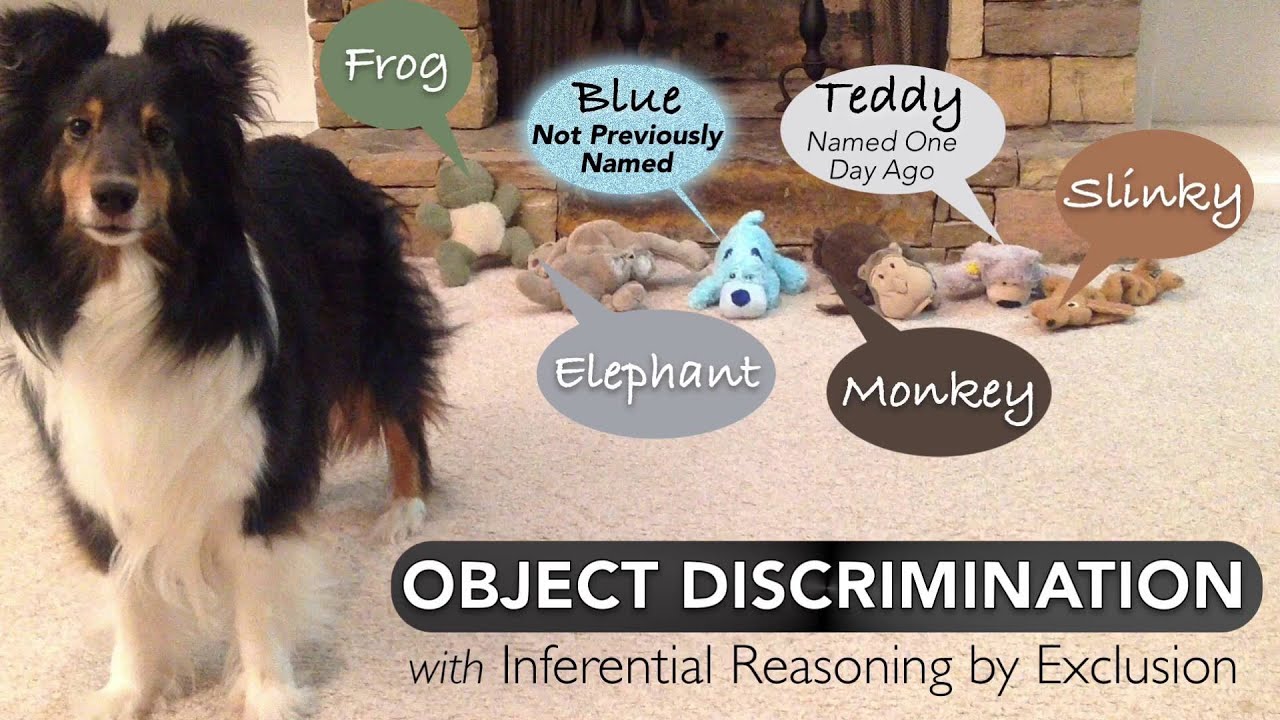 Smart Dog! Object Discrimination with inferential reasoning by