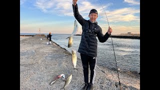 Thanksgiving Day Shad Blitz at Shark River Inlet! (I caught 4 at once!)