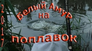 Рыбалка на поплавочную удочку,ТРОФЕЙНЫЙ АМУР на кукурузу видео Ловля амура в декабре. На что ловить и как?
