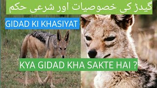 gidad ke tibbi fayde Siyar ki khususiyaat Jackal benefits shandar maazi