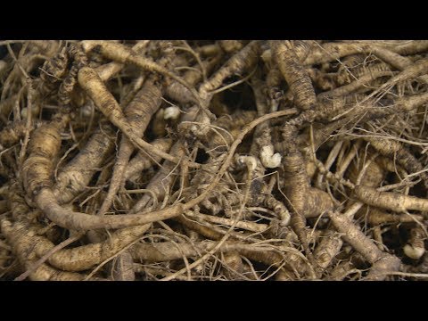 Video: Waar groeit ginseng in Minnesota?