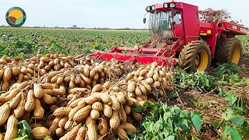How American Farmers Harvest 5.9 Billion Pounds Of Peanuts by Machine | Farming Documentary