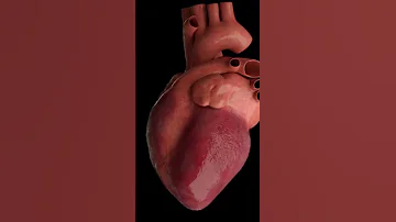 اصوات القلب الطبيعية 