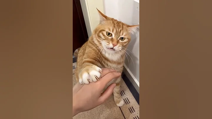 Video 11704501: cats funnycats catlover cute, cats catlover cute funny