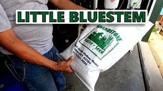 Planting the Little Bluestem Prairie Patch
