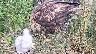 ☀️♥️ chick is well fed. Mom feeds 🦩. nest is in mil forces field. in video lots of gunshots noises.