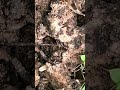 モグラの仲間"ヒミズ" 小型箱罠のエサ泥棒(通常スピード版) 2022/04/30