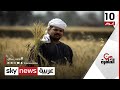 موسم الحصاد القمح المحلي لتعويض نقص الواردات من القاهرة