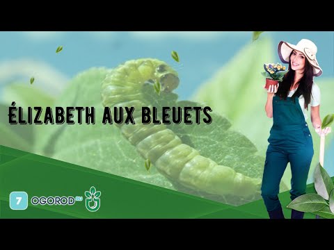 Vidéo: Elizabeth Blueberry : description de la variété, caractéristiques. planter des myrtilles