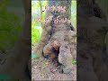 چھانگا مانگا جنگل میں عجیب بناوٹ والا درخت #youtubeshorts #vlog #changamangajungle