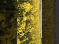 #shortvideo My village #nature