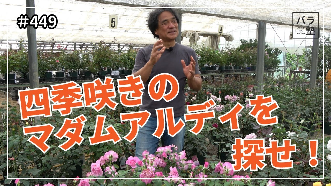 449 Find the ever-blooming Madame Aldi! - YouTube