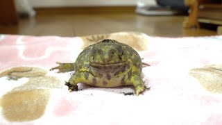 ［Chaco horned frog］ The ugly frog boy by Frog Pamper Moony Plus 4,681 views 2 months ago 5 minutes, 53 seconds