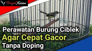 Ciblek Bird Care To Quickly Gacor Without Doping - BONJOL LYRICS