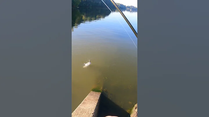 INSANE!! HUGE bass eats another LIVE BASS#short #shorts #shortvideo