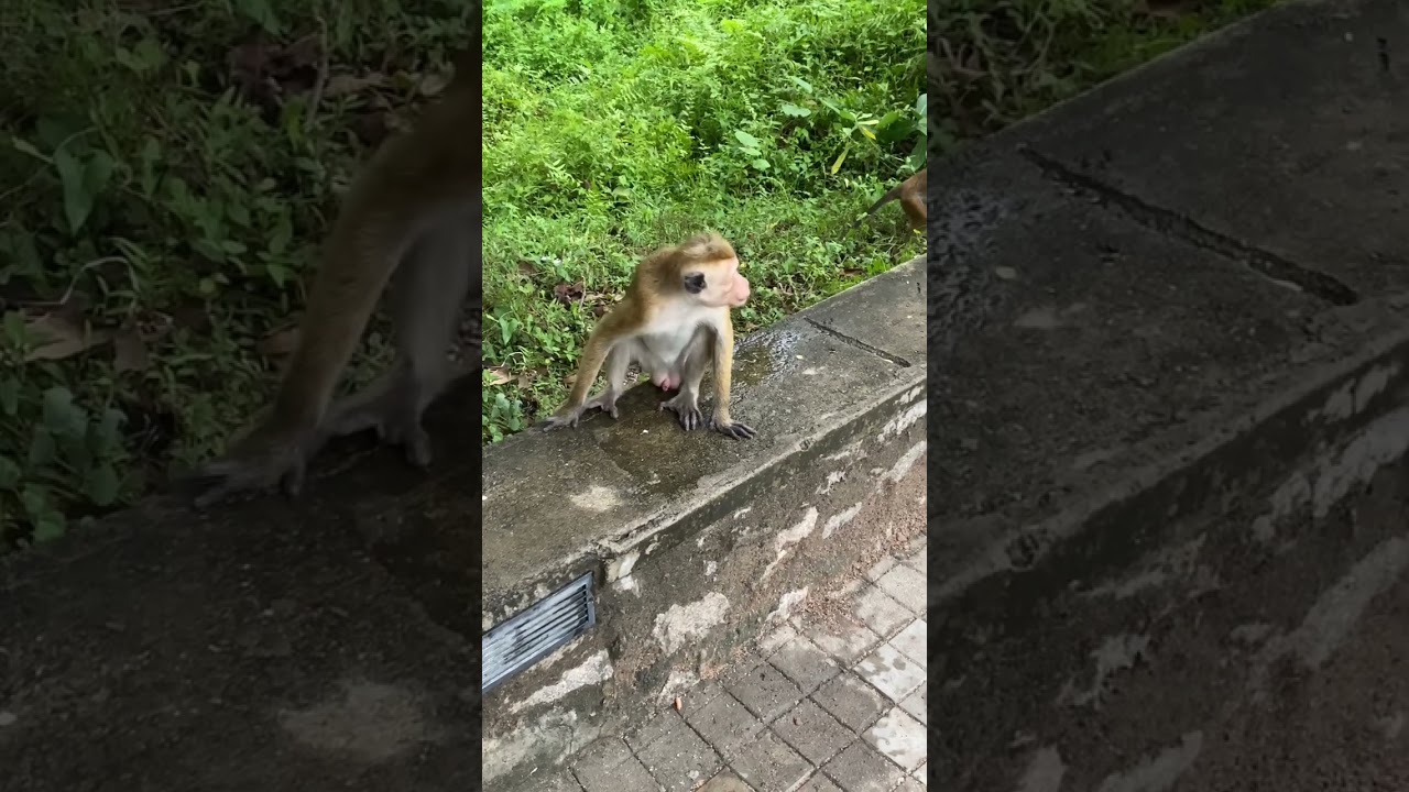 How to identify Male Monkey 