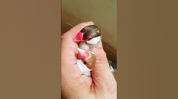 Beautiful fawn java pair