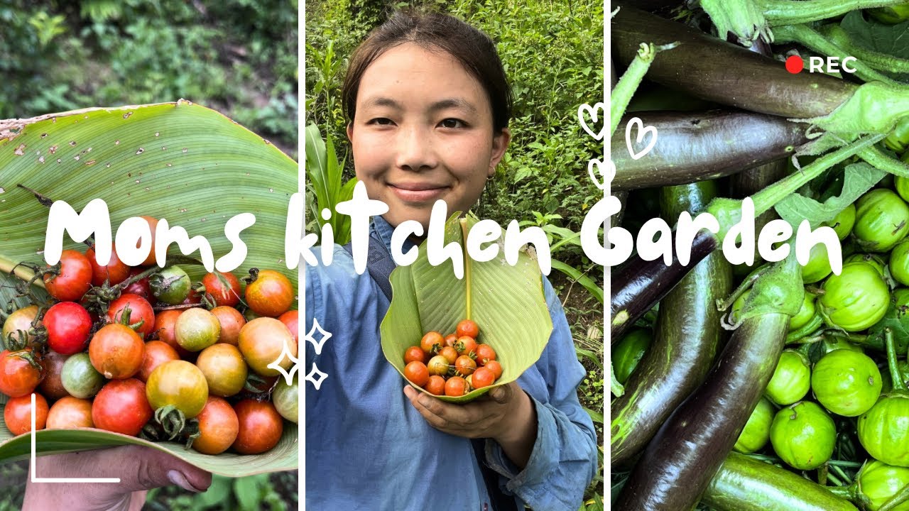 Kitchen Garden tour 🍅🥬 || Fresh organic Harvest (MOMS KG)|| keyi panyor ||Arunachal Pradesh 🇮🇳