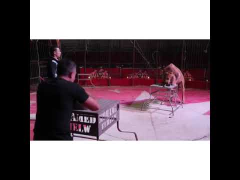 المايسترو طوني بيتحدى الأسد سوبر فاميلى