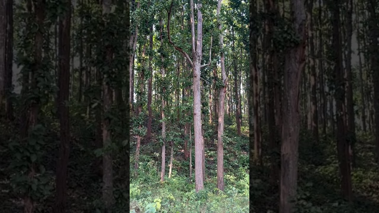 Pattern in Nature #6 # 