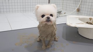 I put mud in the dog's bathtub and she turned into a husky!
