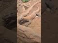 KOMODO WA 2026