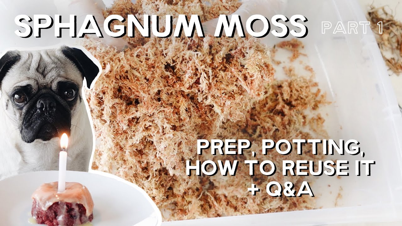 How To Sterilize Sphagnum Moss