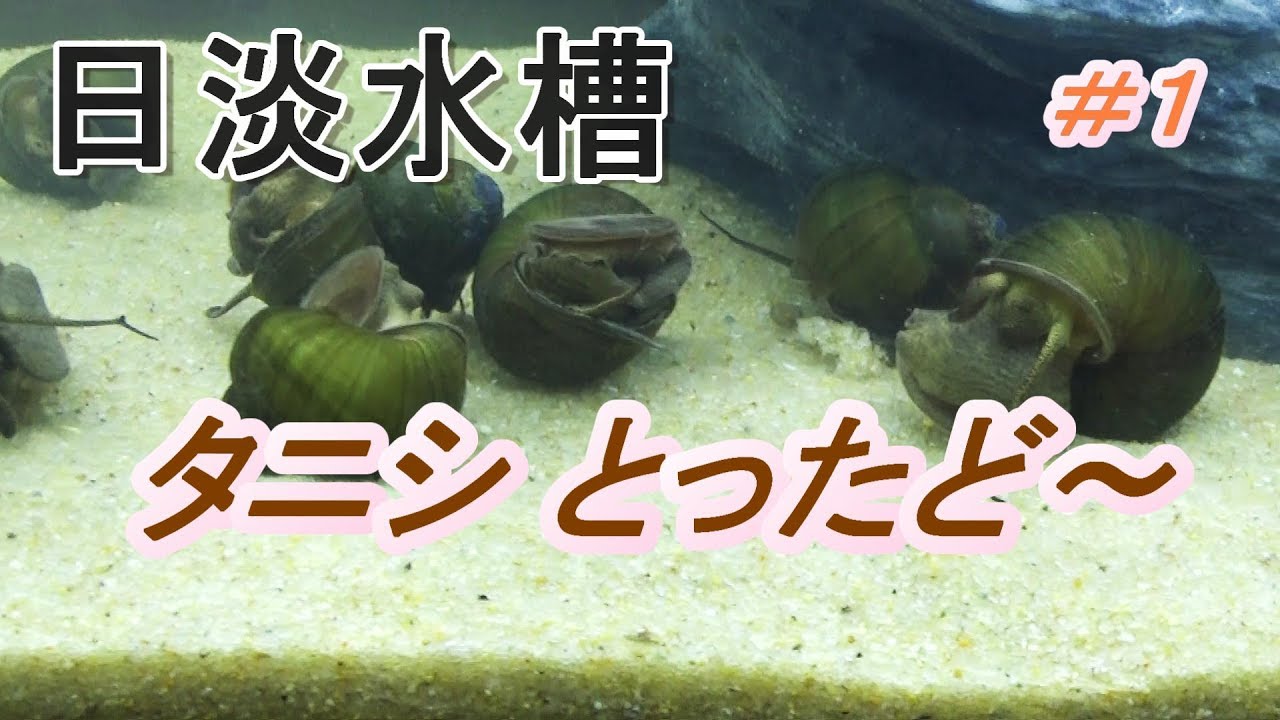 日淡水槽 タニシから始める とりあえす30cm水槽 Youtube
