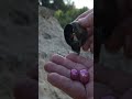 Rare field snail clam, enchanting purple pearl