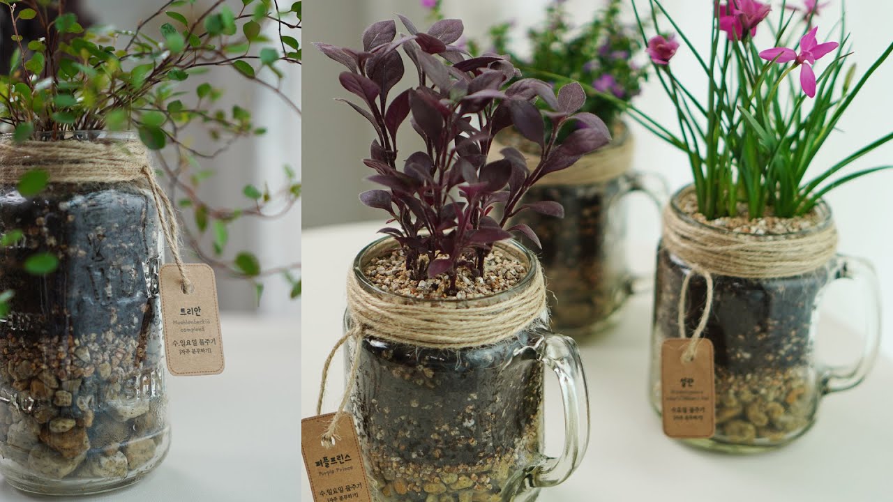 책상위의 작은 기쁨 : 공기정화 : 키우기쉬운 식물 : 유리병에 식물심기, 유리병 활용 🧊 Glass flowerpot, Recycling : In door gardening💎